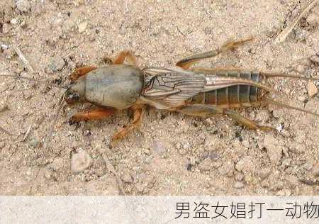 男盗女娼打一动物