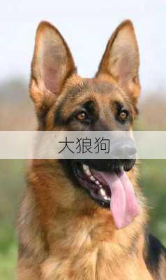 大狼狗