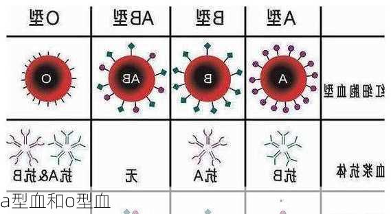 a型血和o型血